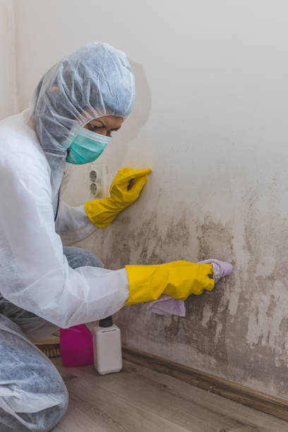 Best Mold Damage Restoration  in Detroit, MI